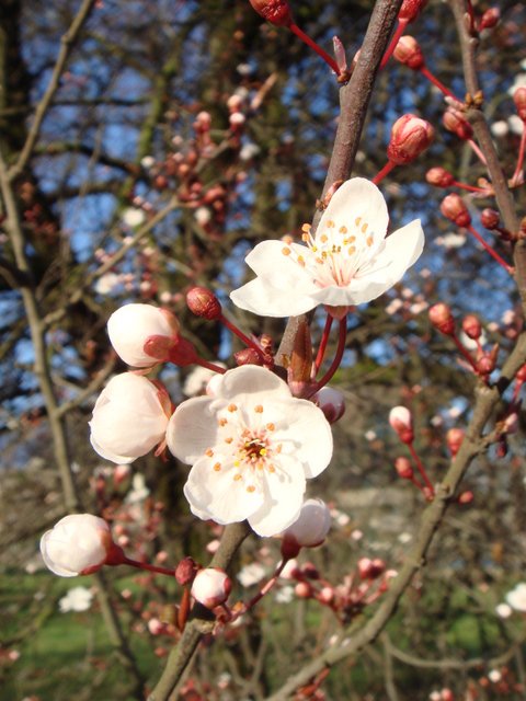 Prunus cerasifera 'Pissardii' fleur P18
